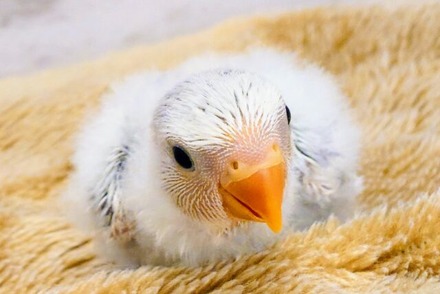 コザクラインコ（小桜インコ）