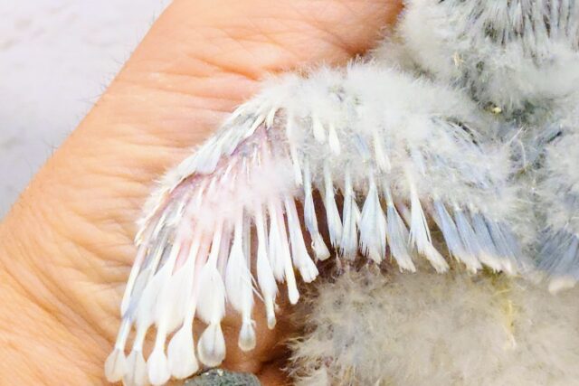 コザクラインコ（小桜インコ）