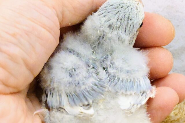 コザクラインコ（小桜インコ）