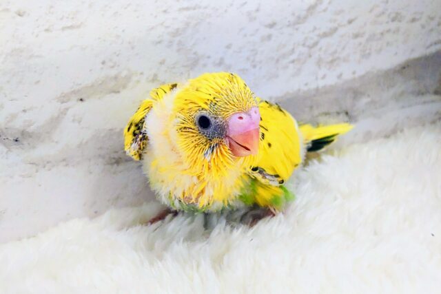 セキセイインコ