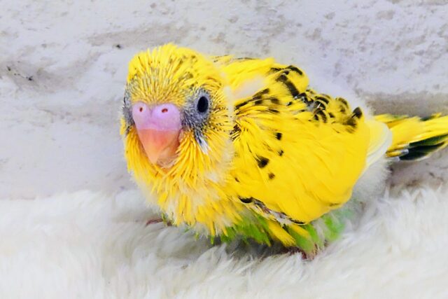 セキセイインコ