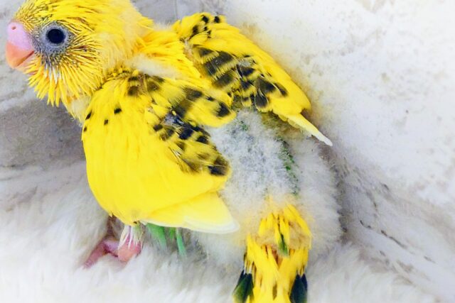 セキセイインコ