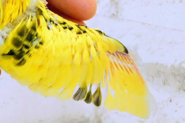 セキセイインコ