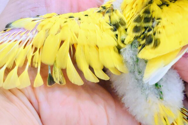 セキセイインコ