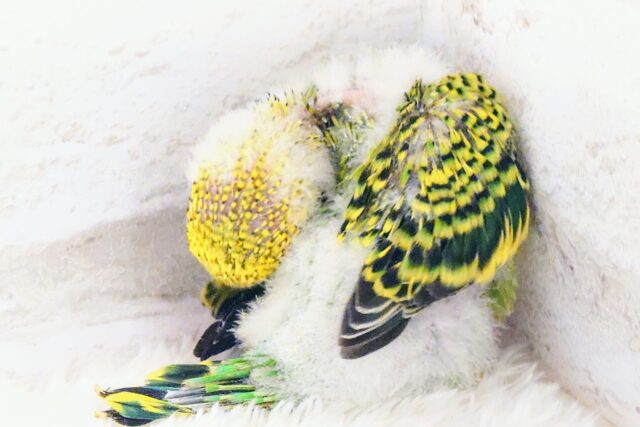 セキセイインコ