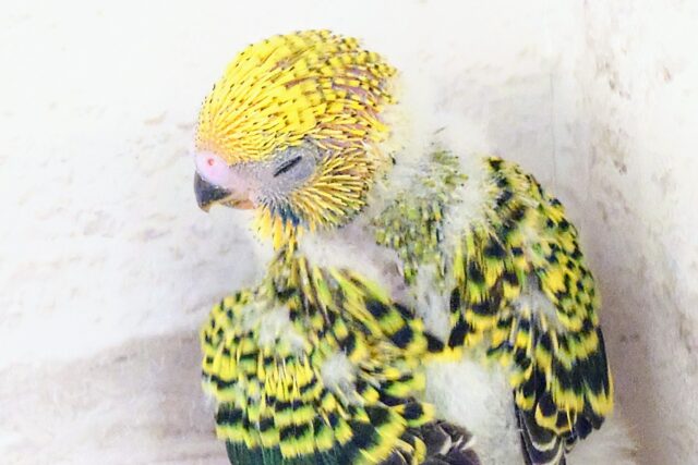 セキセイインコ