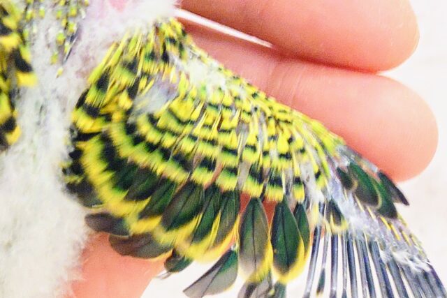 セキセイインコ