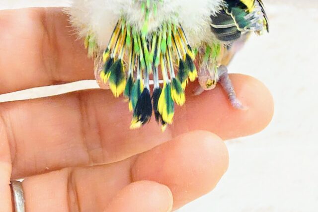 セキセイインコ