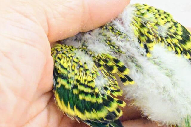 セキセイインコ