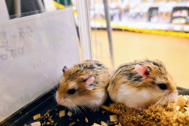 ロボロフスキーハムスター