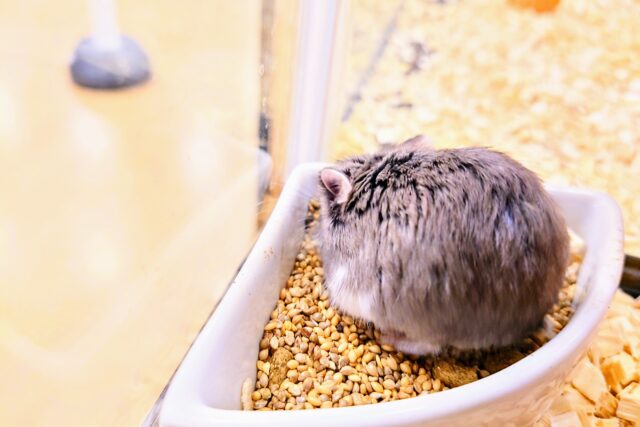ロボロフスキーハムスター