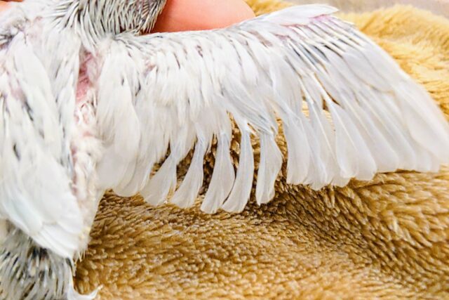 【最新画像更新🪄】ちびっコながらも~ 表現ゆたかなコっ☆彡 マメルリハインコ ダイリュートモーブ~~ マメルリハ