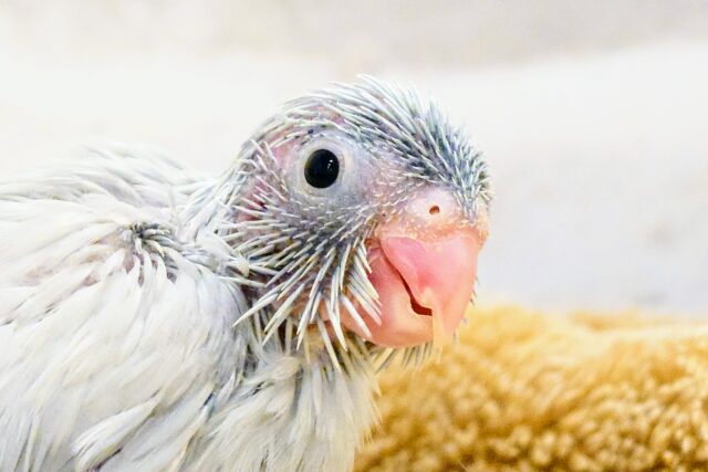 【最新画像更新🪄】ちびっコながらも~ 表現ゆたかなコっ☆彡 マメルリハインコ ダイリュートモーブ~~ マメルリハ