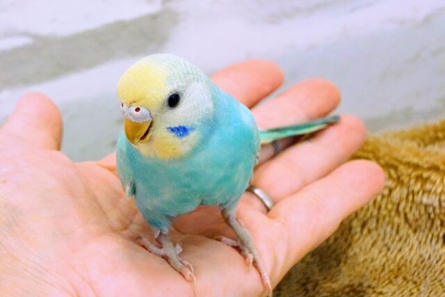 セキセイインコ