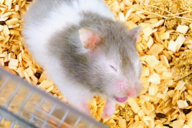 ゴールデンハムスター