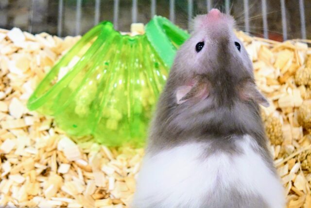 ゴールデンハムスター