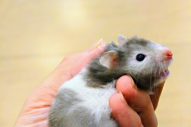 ゴールデンハムスター