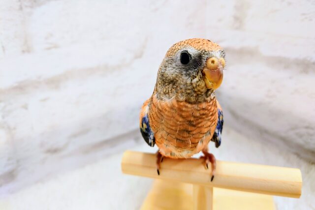 アキクサインコ（秋草インコ）