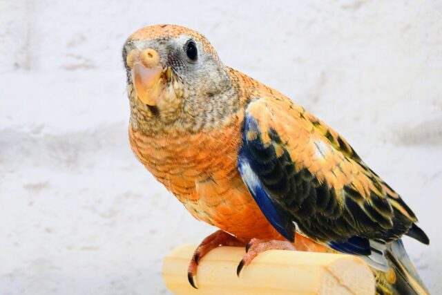 アキクサインコ（秋草インコ）
