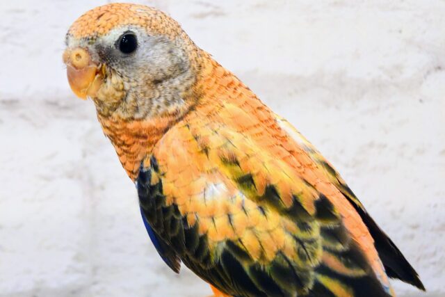 アキクサインコ（秋草インコ）