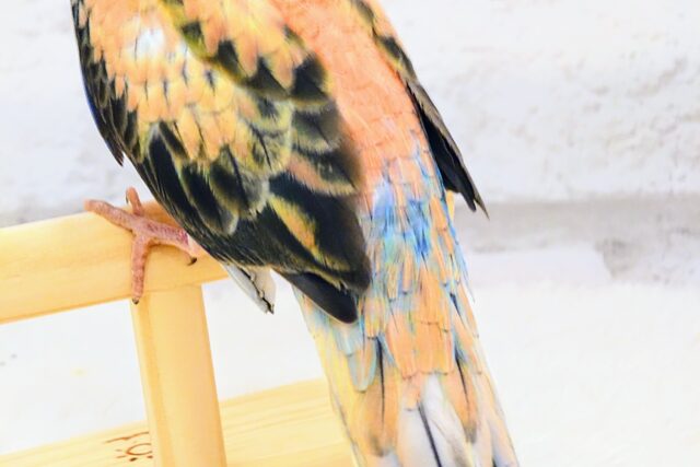 アキクサインコ（秋草インコ）