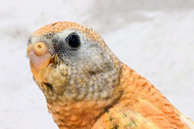 アキクサインコ（秋草インコ）