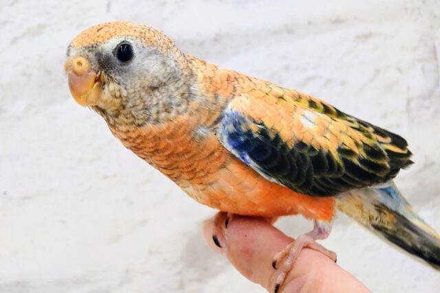 アキクサインコ（秋草インコ）