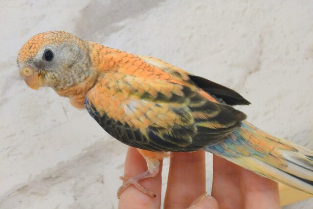 アキクサインコ（秋草インコ）