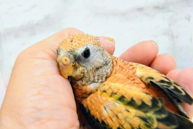 アキクサインコ（秋草インコ）