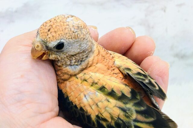 アキクサインコ（秋草インコ）