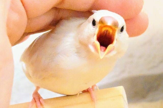 シルバー文鳥