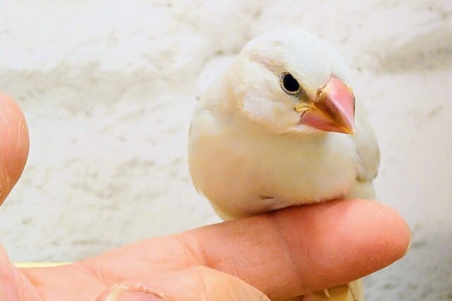 シルバー文鳥