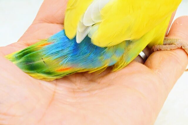 コザクラインコ（小桜インコ）