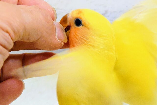 コザクラインコ（小桜インコ）