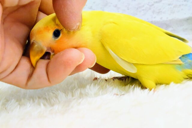 コザクラインコ（小桜インコ）