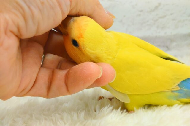 コザクラインコ（小桜インコ）