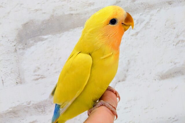 コザクラインコ（小桜インコ）