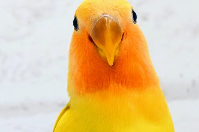 コザクラインコ（小桜インコ）