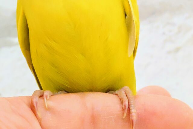 コザクラインコ（小桜インコ）