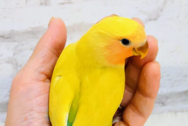 コザクラインコ（小桜インコ）