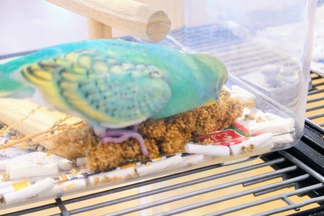 セキセイインコ