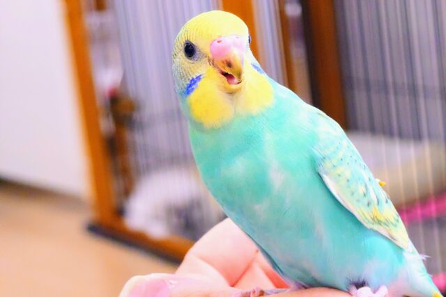 セキセイインコ