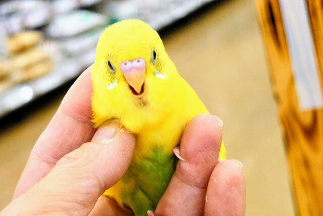 セキセイインコ