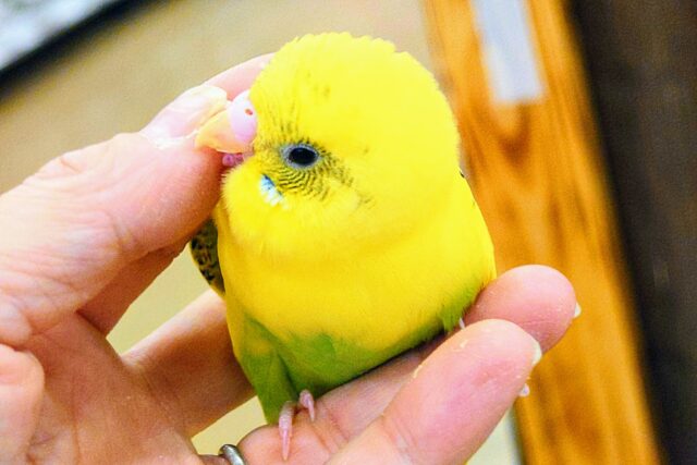 セキセイインコ
