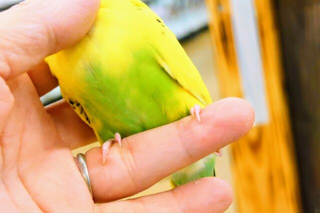 セキセイインコ