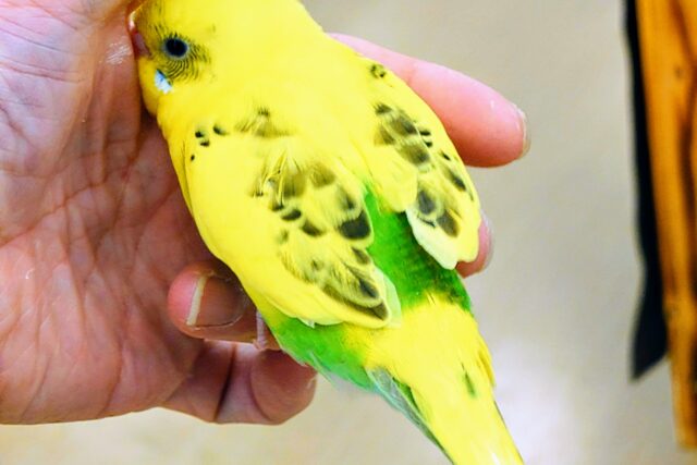 セキセイインコ