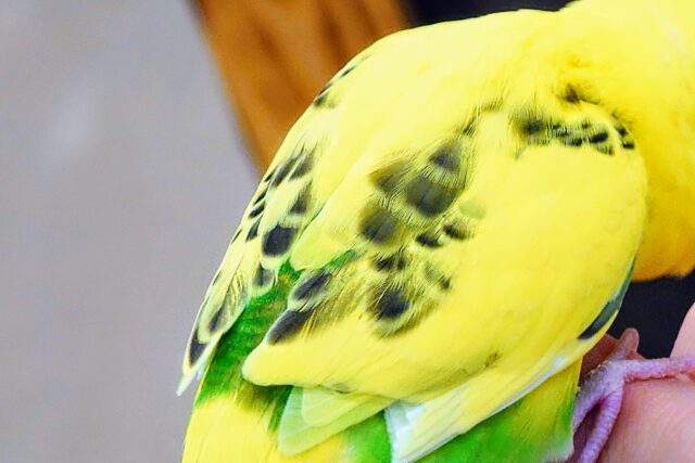 セキセイインコ