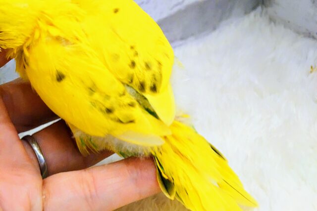 セキセイインコ