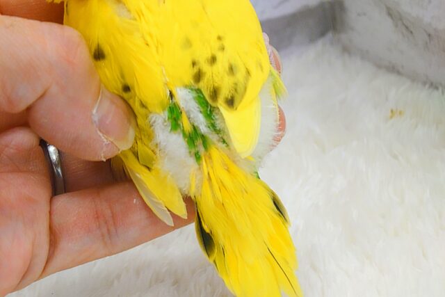 セキセイインコ