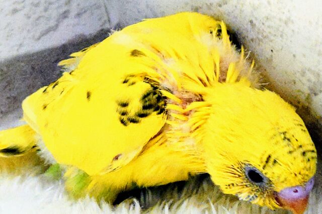 セキセイインコ